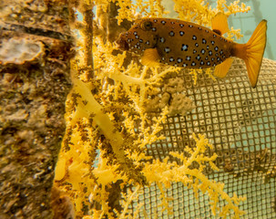 Fish swim in the Red Sea, colorful fish, Eilat Israel
