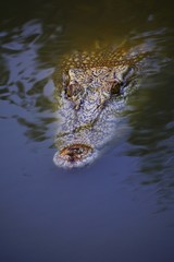 Crocodile