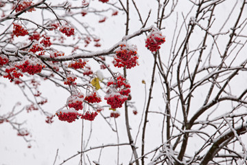 Red Rowan Berries