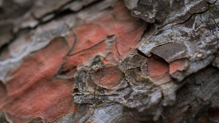 closeup of a woody pine cortex