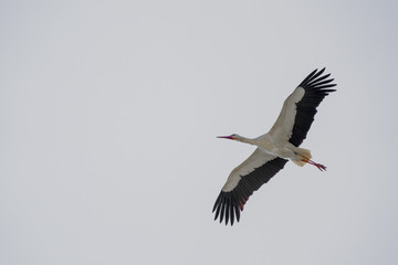 Storch im Flug