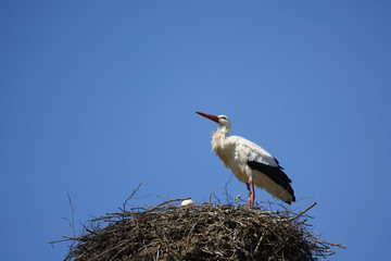 Storch im Nest