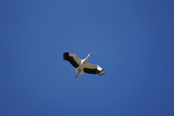 Storch im Flug