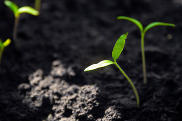 A lot of fresh green sprouts of young tomato bush on sun. Growing seedlings of tomato on spring. Spring seedlings for seed