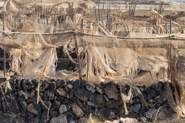 Torn nets in abandoned banana plantation in Tenerife, Canary Islands, Spain.