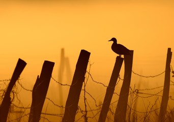 Ente bei Morgennebel