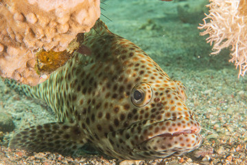 Fish swim in the Red Sea, colorful fish, Eilat Israel