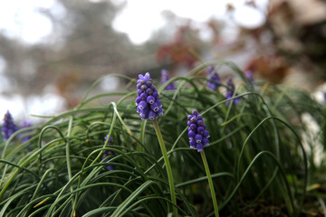  Muscari neglectum -  deep blue, urn-shaped flowers  A cluster of blue grape hyacinth flowers bloom in springtime.  Fioletowe polne kwiaty kwitną na łące A cluster of blue grape hyacinth flowers bloom © ALYEVA