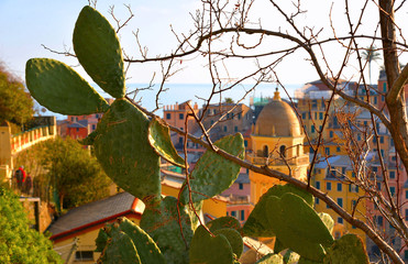 Vernazza village with typical colorful multicolored buildings houses seen trough plants of prickly...