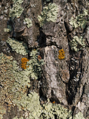 Yellow moss on a tree in early spring closeup in the North of Russia