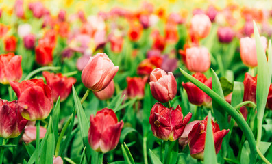 tulips in the garden