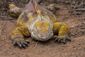 Land iguana in the wild Santa Cruz Island Galapagos Ecuador