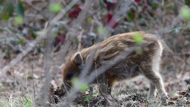 Wild boar piglets search feed on the forest floor, spring (sus scrofa), germany
