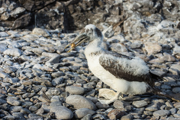 Young Nasca Booby playing with crab shell on stony beach Galapagos Islands Espanola