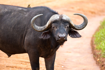 A big buffalo stands on a path in the savannah