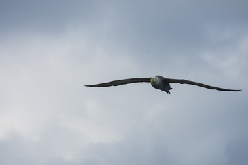 Galapagos Waved Albatross flying over Espanola Island Galapagos