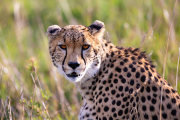 Close up of a cheetah between the grass