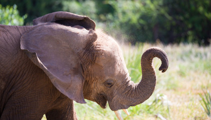 Close-up of an elephant, the face