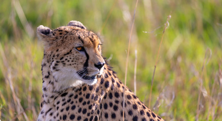 Close up of a cheetah between the grass
