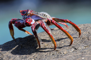 rote_Klippenkrabbe
