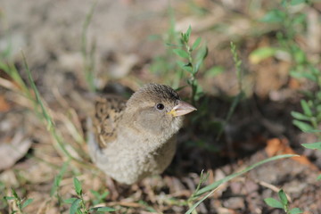 Sparrow in the grass