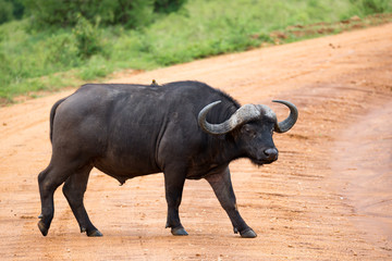 Obraz premium A big buffalo stands on a path in the savannah