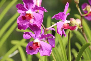 Orchids in a garden in Singapore