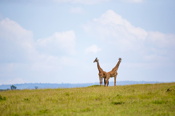 Giraffes run through the grass landscape in Kenya