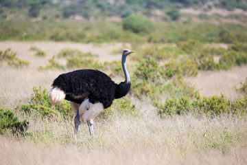 Ostrich bird stands in the middle of a grass landscape