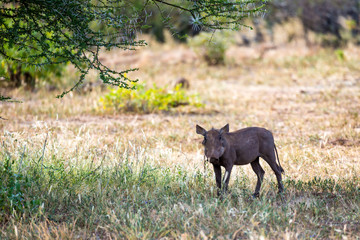 A warthog in the savannah of Kenya