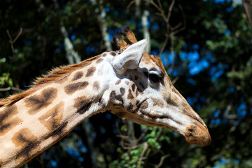 A close-up of a giraffe's head