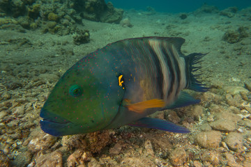 Fish swim in the Red Sea, colorful fish, Eilat Israel