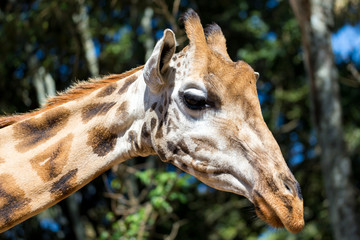 Naklejka na ściany i meble A close-up of a giraffe's head