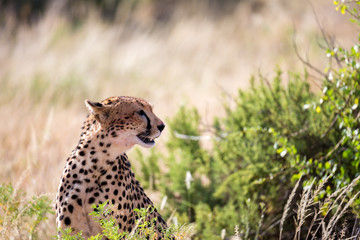 A cheetah in the grass landscape between the bushes