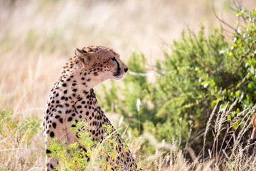 A cheetah in the grass landscape between the bushes