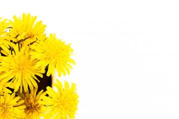 yellow wildflower against white background