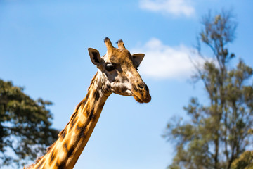 A close-up of a giraffe's head