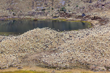 Green lagoons at the foot of the Chiles volcano, Andean páramo with frailejones in Tulcan, Carchi province
