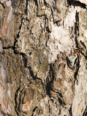 Texture of pine bark closeup in March in daylight