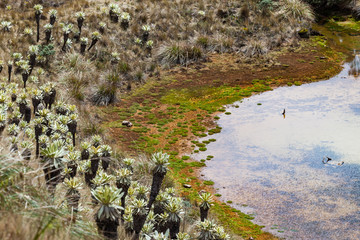 Green lagoons at the foot of the Chiles volcano, Andean páramo with frailejones in Tulcan, Carchi province