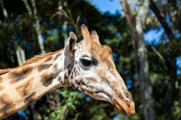A close-up of a giraffe's head