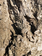 Texture of old tree bark closeup in Russia in daylight