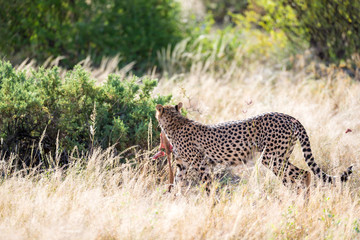A cheetah in the grass landscape between the bushes