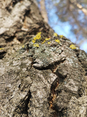 Yellow moss on a tree in early spring closeup in the North of Russia