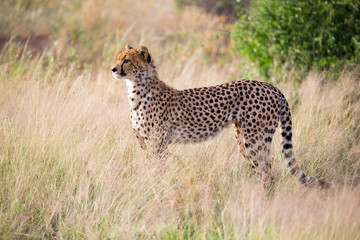 A cheetah in the grass landscape between the bushes