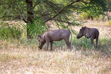 Naklejka na ściany i meble A warthog in the savannah of Kenya