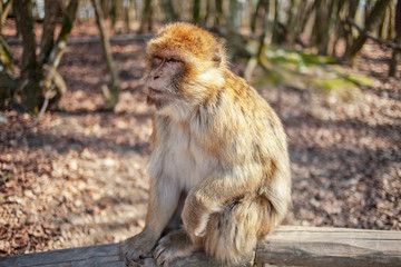 Affe sitzt auf einem Balken im Freien