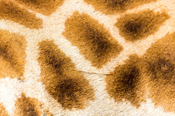 The fur of a giraffe in close-up