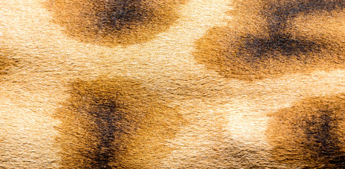 The fur of a giraffe in close-up