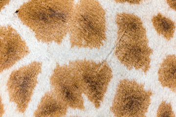 The fur of a giraffe in close-up